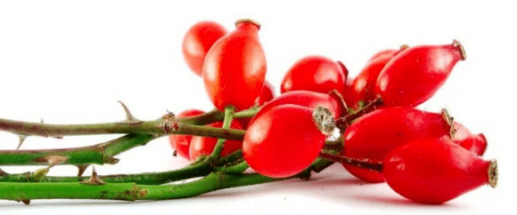 Bagas de Rosehip com cistite